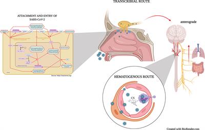 Infection Mechanism of SARS-COV-2 and Its Implication on the Nervous System